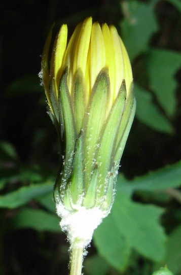 Sonchus tenerrimus / Grespino sfrangiato